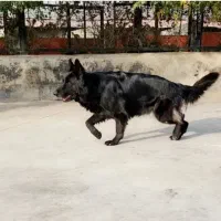 سگ ژرمن