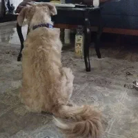 واگذاری اشپیتز تریر یک ساله نر|سگ|اصفهان, شهریار|دیوار