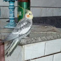 عروس هلندی نر