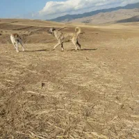 سگ سرابی برای گله و نگهبانی