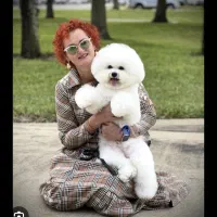 سگ نژاد بیشون فرایز وارداتی از روسیه|سگ|تهران, پونک|دیوار