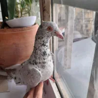 کبوتر|حیوانات|کرمانشاه, |دیوار