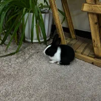 خرگوش کوچولو