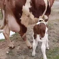 معاوضه گاو و گوساله با سواری