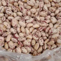 لوبیا چیتی