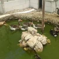 غاز و اردک محلی نر و ماده