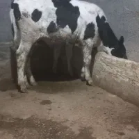 دو عدد گوساله نر هلشتاین اصیل