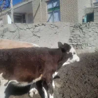 سلام دو راس گوساله ماده تقریبا چهارصد کیلو