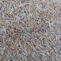 ۲ تن جو محلی تمیز بدون اشغال