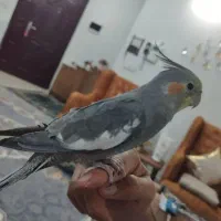 عروس هلندی مولد همراه با جوجه و تخم