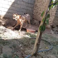 توله سرابی ماده 13ماهه|سگ|شیراز, سینما سعدی|دیوار