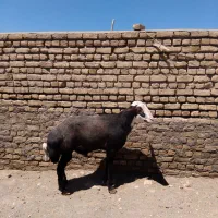 قوچ شیشک جوان کله عروس گوساله تخمی