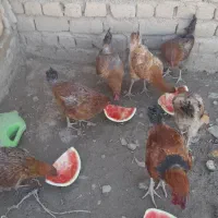 مرغ تخم گذار