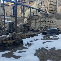 توله نر درجه یک‌‌ پدر مادر دار اماده واگذاری