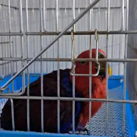 طوطی اکلکتوس نر و ماده|پرنده|تهران, مجیدآباد|دیوار