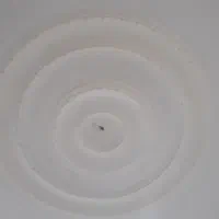 گچ کار ساختمان هستم|خدمات پیشه و مهارت|گرگان, |دیوار