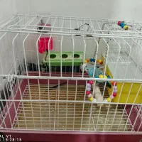 مرغ عشق|پرنده|نسیم‌شهر, |دیوار