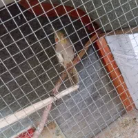 دوتا عروس هلندی|پرنده|چناران, |دیوار