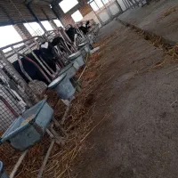 نگهبان گاوداری