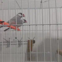 فنچ نرگسی|پرنده|قوچان, |دیوار