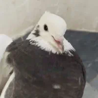 طوقی|پرنده|شیراز, تل حسین‌آباد|دیوار