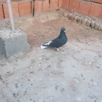 سیاه دم سفید نر قلدور و پرشی