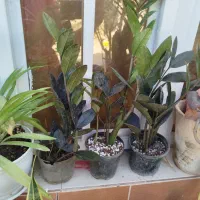 گل های آپارتمانی شاداب و مناسب|گل و گیاه طبیعی|برازجان, |دیوار