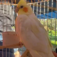 طوطی عروس نر