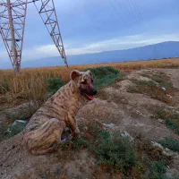 سگ پژدر