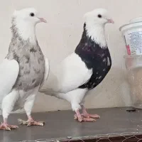 کبوتر طوقی سالم بدونه ایراد