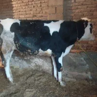 گوساله سیمنتال