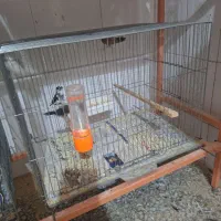 فنج بنگالی وگلدین|پرنده|قم, یزدانشهر|دیوار