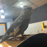 عروس هلندی گمشده