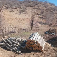 خریدار چوب درختان شما