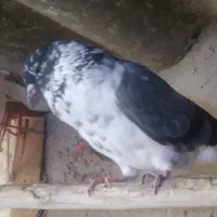 کبوتر|پرنده|ایجرود, |دیوار