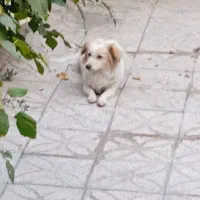 واگذاری سگ اپارتمانی|سگ|اراک, |دیوار