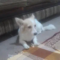 سگ پا کوتاه نژاد روباهی