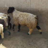 قوچ جوان میش رون یکو نیم ساله|حیوانات مزرعه|شیراز, گل سرخ|دیوار
