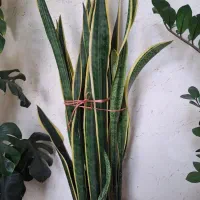 گل وگیاه آپارتمانی|گل و گیاه طبیعی|سمنان, |دیوار