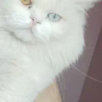 گربه پرشین تربیت شده شناسنامه دار***۱۴تومن