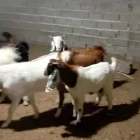 تیشتر درجه یک کهره بز|حیوانات مزرعه|سعدآباد, |دیوار