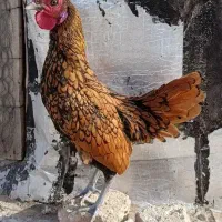 خروس سیبرایت