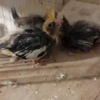 سه عدد جوجه عروس هلندی ابلق