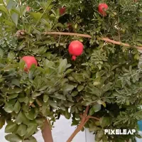 خانه-ویلایی-در-شهر-زاینده-رود