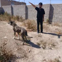 سگ بزرگ گوسفندی