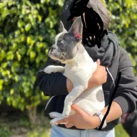 سگ فرنچ بولداگ با رنگ خاص