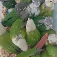 گررینچیک شهر پرنده عمارلو قناری