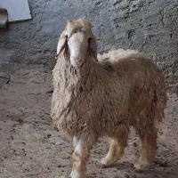 بره قوچی درجه یک|حیوانات مزرعه|شیراز, شریف‌آباد|دیوار