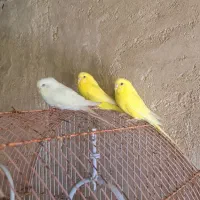 مرغ عشق|پرنده|مرودشت, بیست متری بیمارستان|دیوار