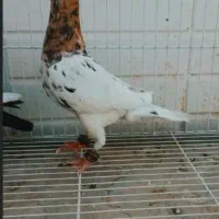 نر سار کله هما عطیقه